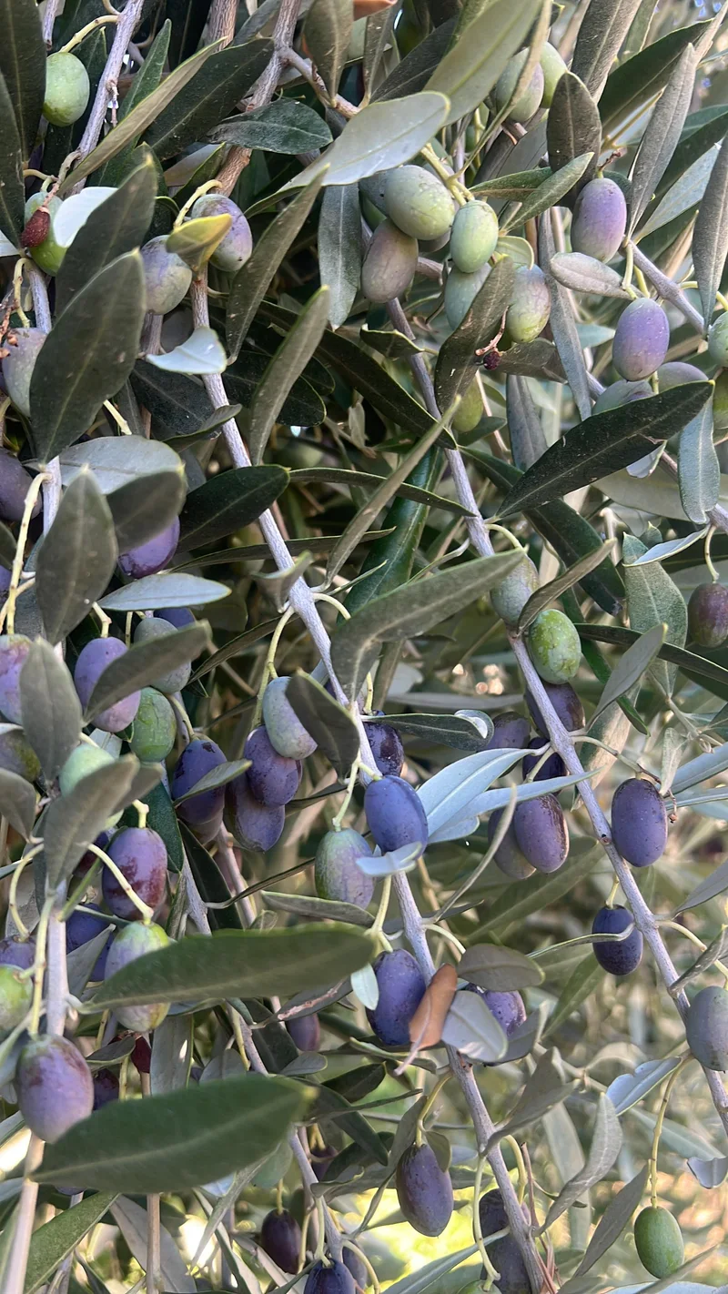 Olive Dauny - San Luca